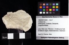 Foto (Objket + Etiketten) von Coelopus sp. 